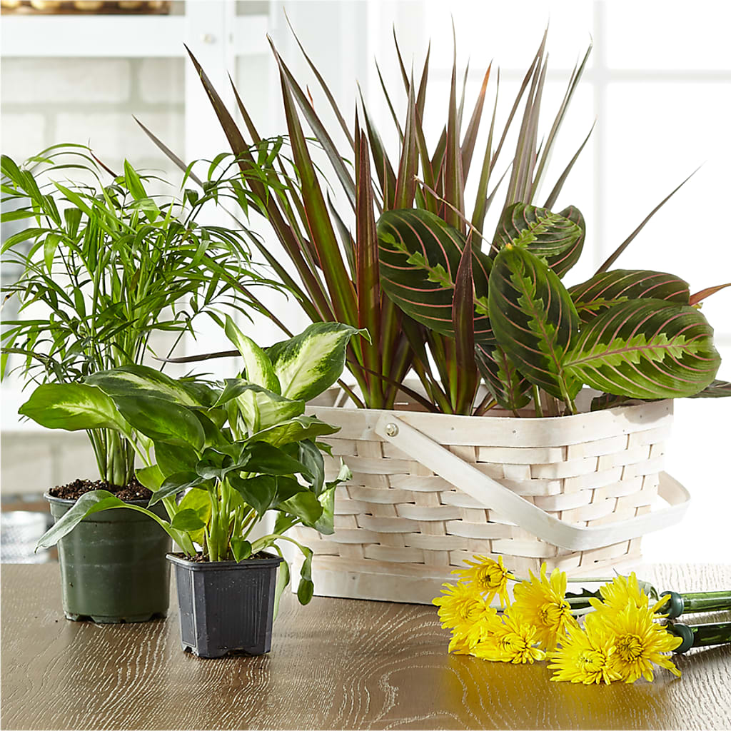 Florist Designed Blooming and Green Plants in a Basket – East End Flowers And Gifts Inc, Hensley AR