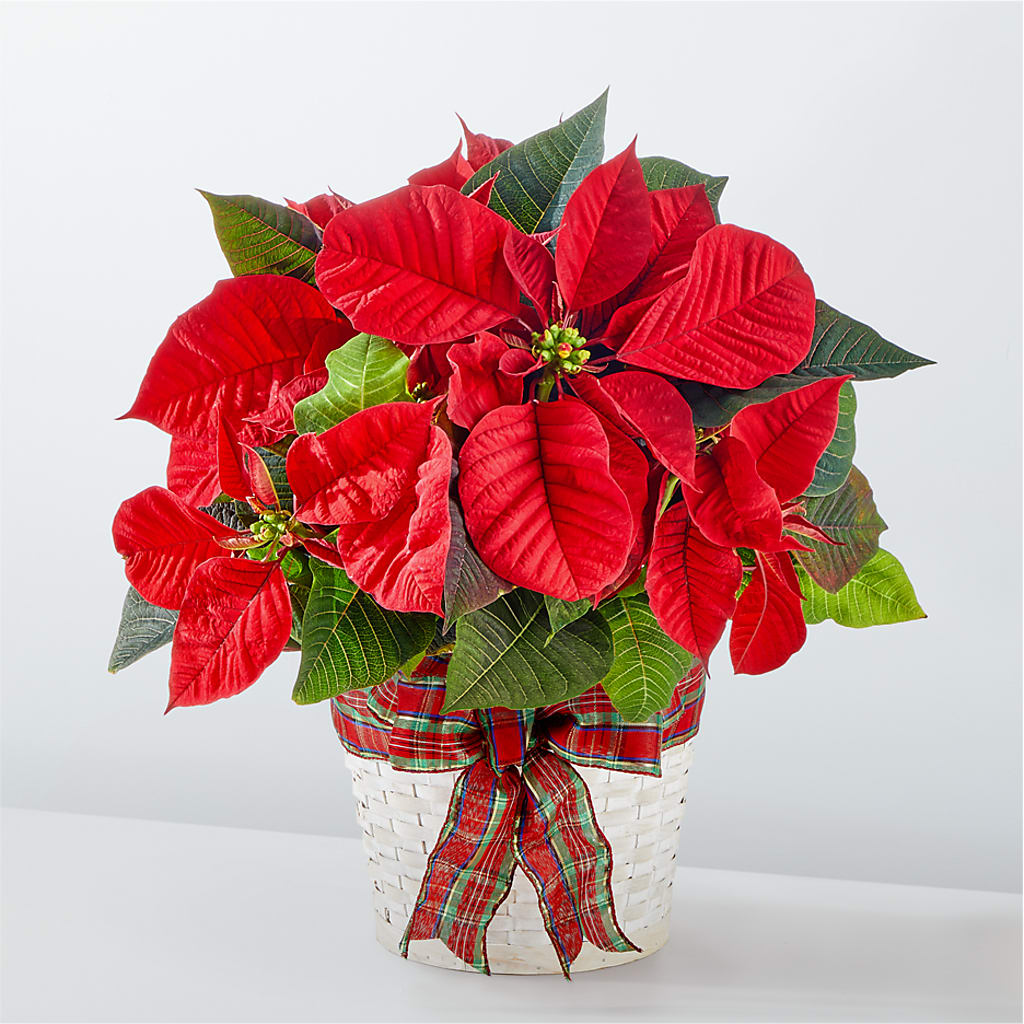 Happiest Holidays Poinsettia – East End Flowers And Gifts Inc, Hensley AR