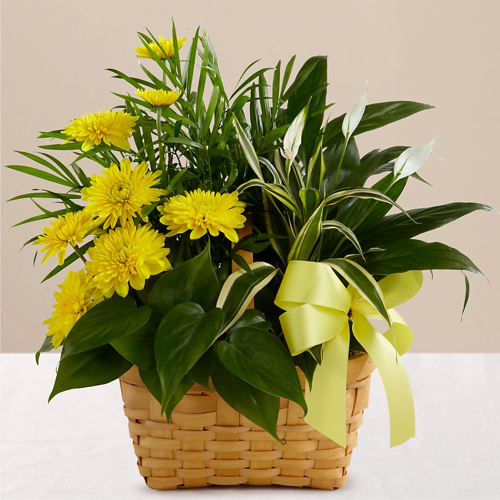 Loving Light Dishgarden – East End Flowers And Gifts Inc, Hensley AR