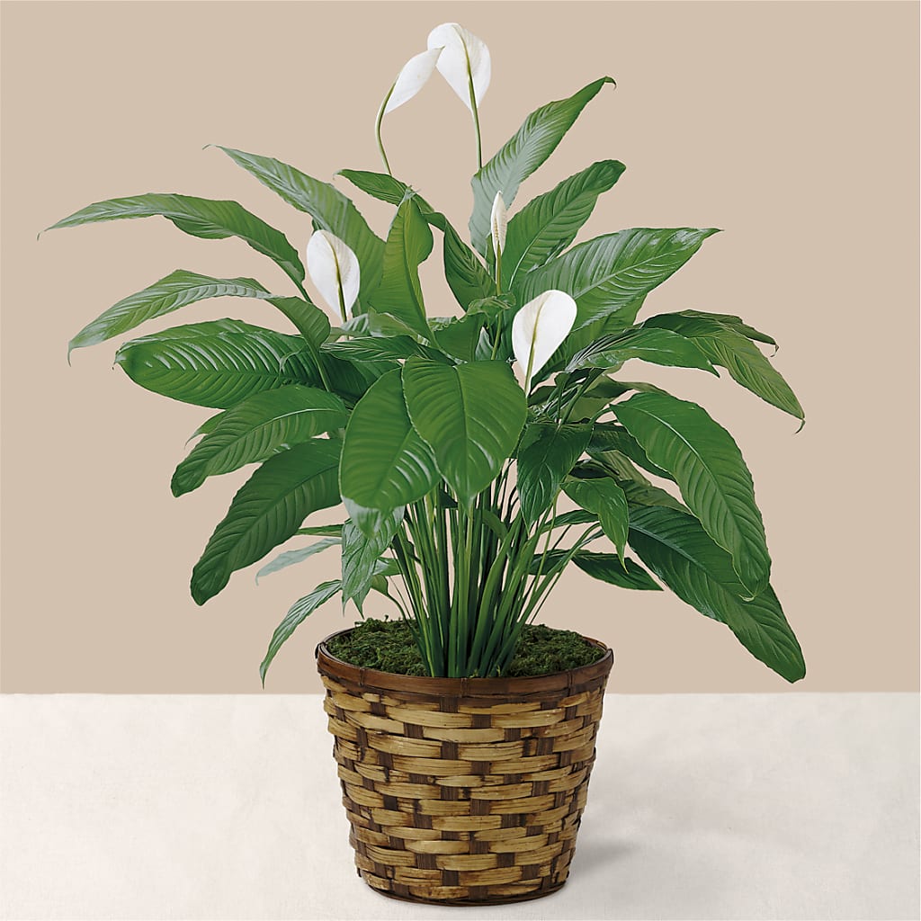 Tranquil Moments Peace Lily Plant – East End Flowers And Gifts Inc, Hensley AR