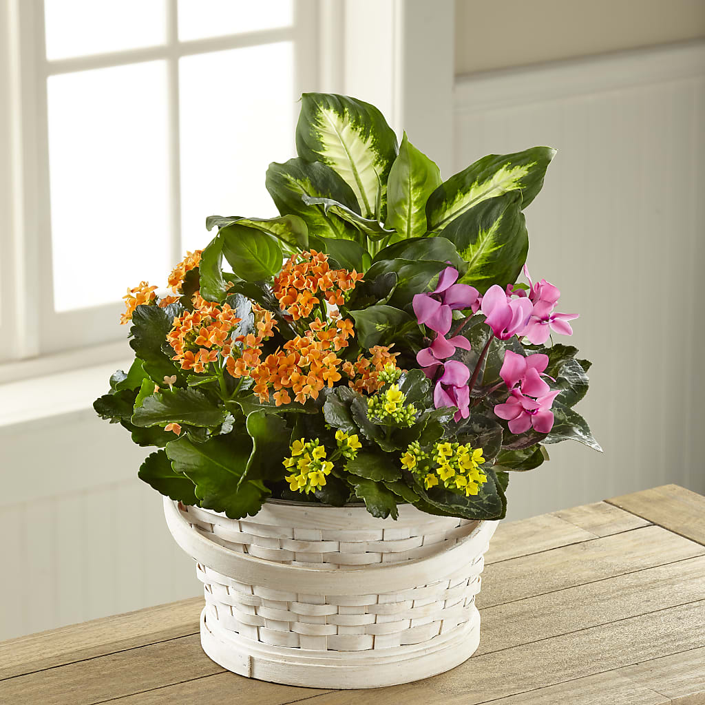 Color Crush Dishgarden – East End Flowers And Gifts Inc, Hensley AR