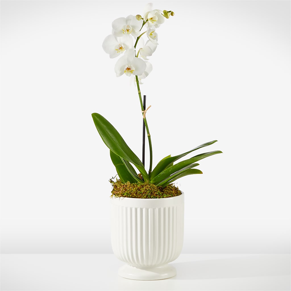 Whispering White Orchid – East End Flowers And Gifts Inc, Hensley AR