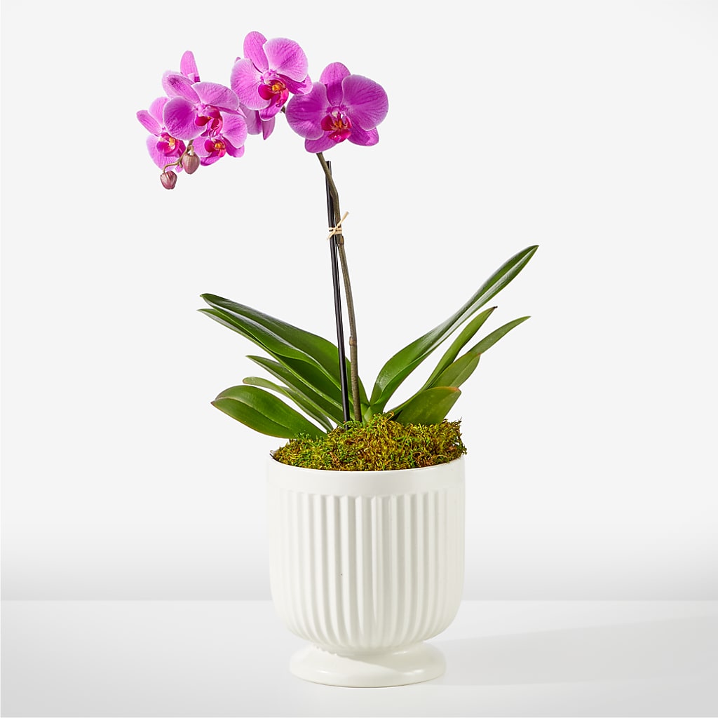 Friendly Fuchsia Orchid – East End Flowers And Gifts Inc, Hensley AR