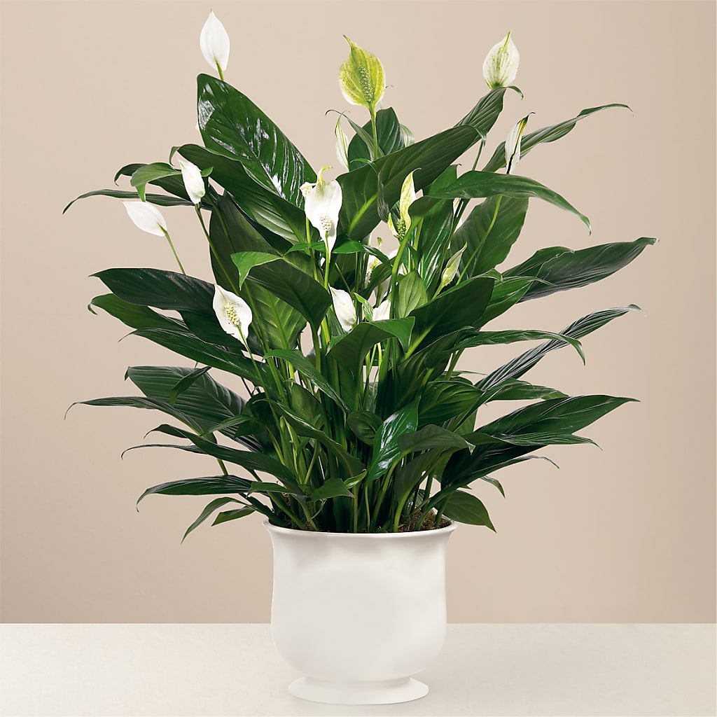 Comfort Planter – East End Flowers And Gifts Inc, Hensley AR