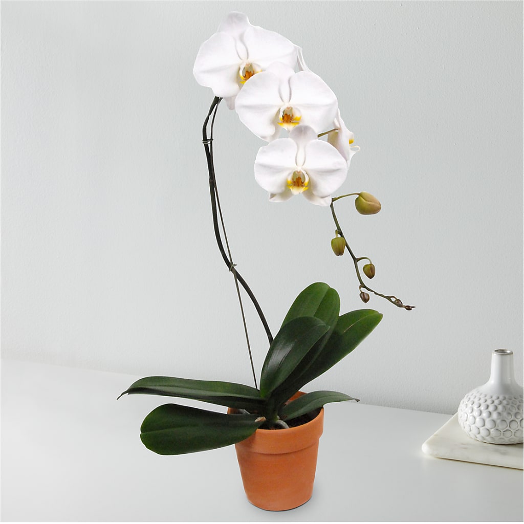 White Cascading Orchid – East End Flowers And Gifts Inc, Hensley AR
