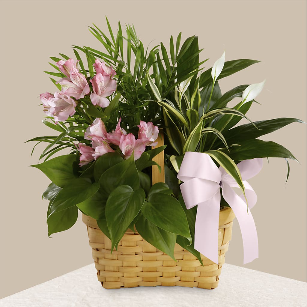 Living Spirit Dishgarden – East End Flowers And Gifts Inc, Hensley AR