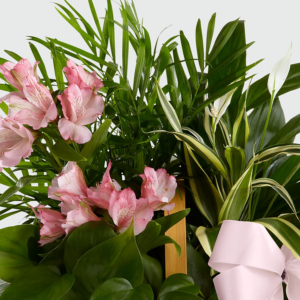 Living Spirit Dishgarden – East End Flowers And Gifts Inc, Hensley AR