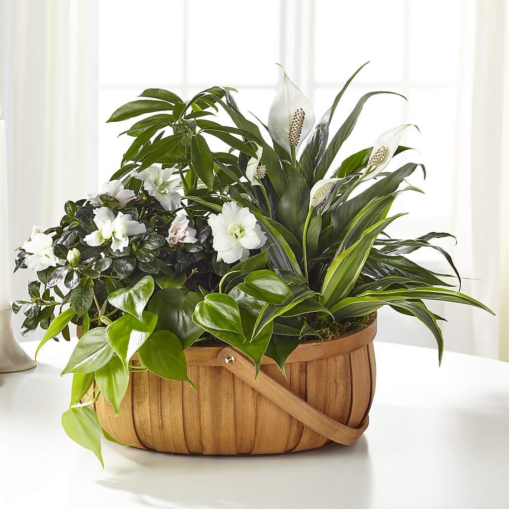 Serene Dishgarden – East End Flowers And Gifts Inc, Hensley AR