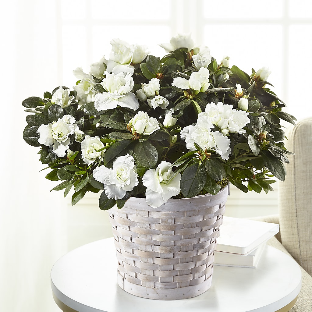 White Azalea Plant – East End Flowers And Gifts Inc, Hensley AR