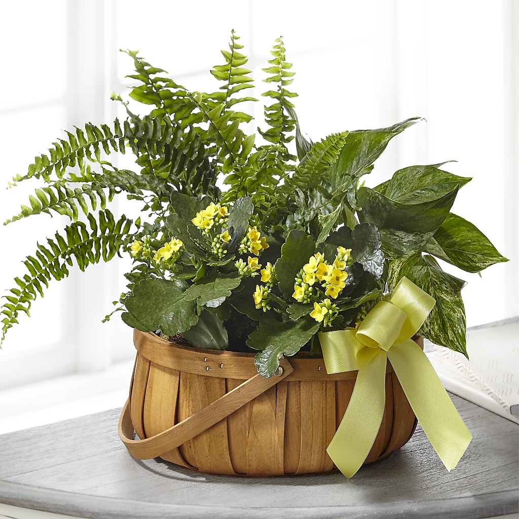 Always Dear Dishgarden – East End Flowers And Gifts Inc, Hensley AR