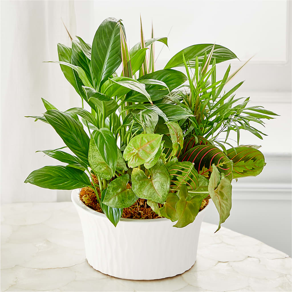 Balance & Harmony Dishgarden – East End Flowers And Gifts Inc, Hensley AR