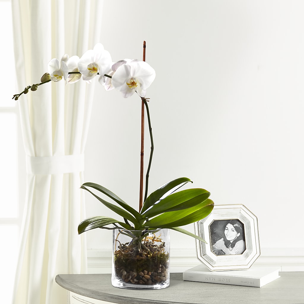 White Orchid Planter – East End Flowers And Gifts Inc, Hensley AR