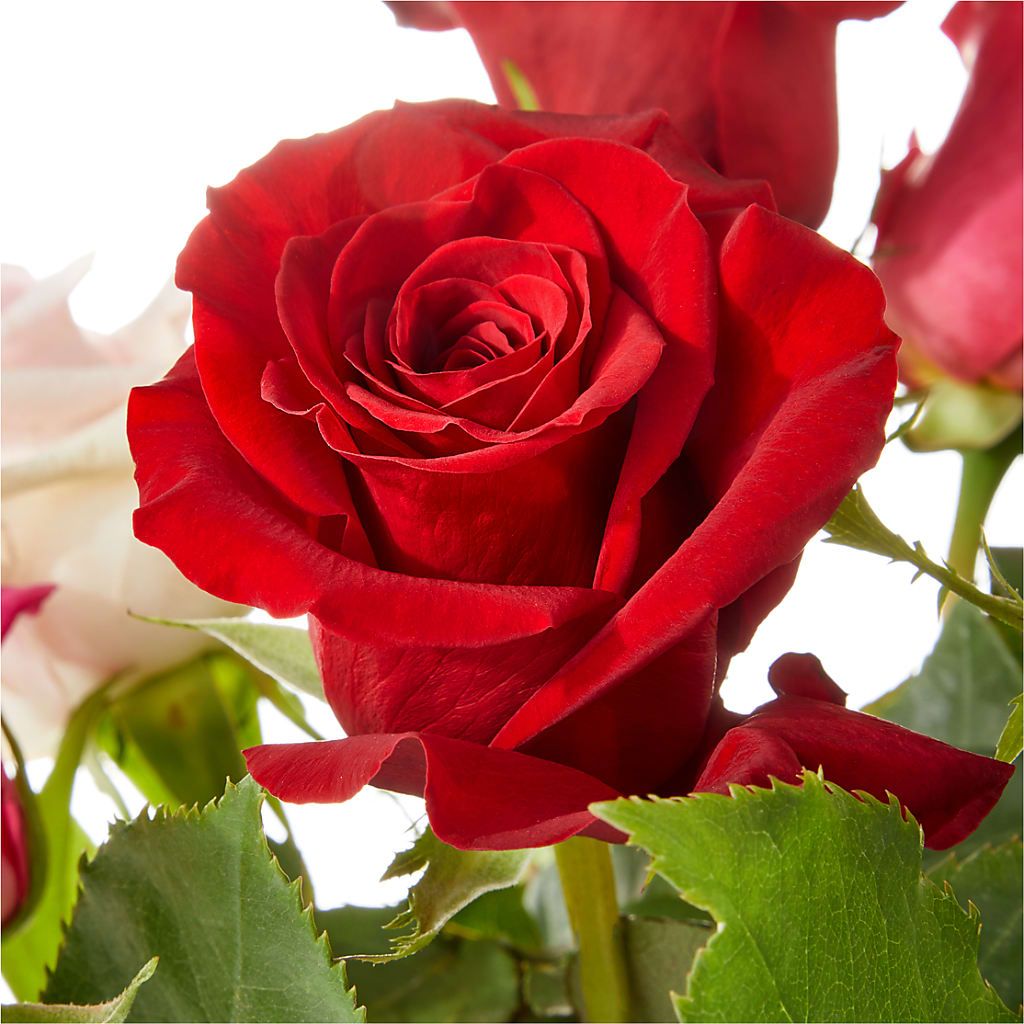 Love Notes Rose Bouquet – East End Flowers And Gifts Inc, Hensley AR
