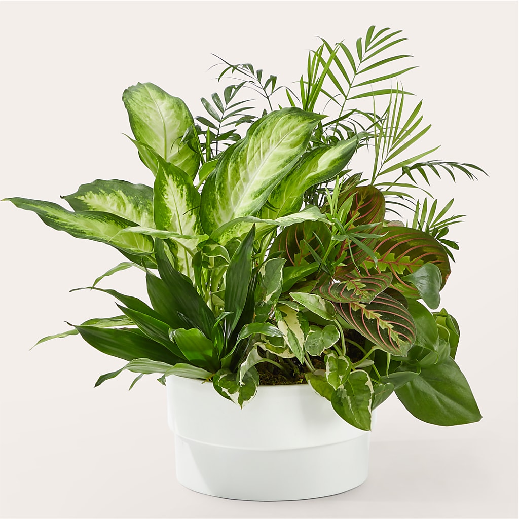 Radiating Positivity Dishgarden – East End Flowers And Gifts Inc, Hensley AR