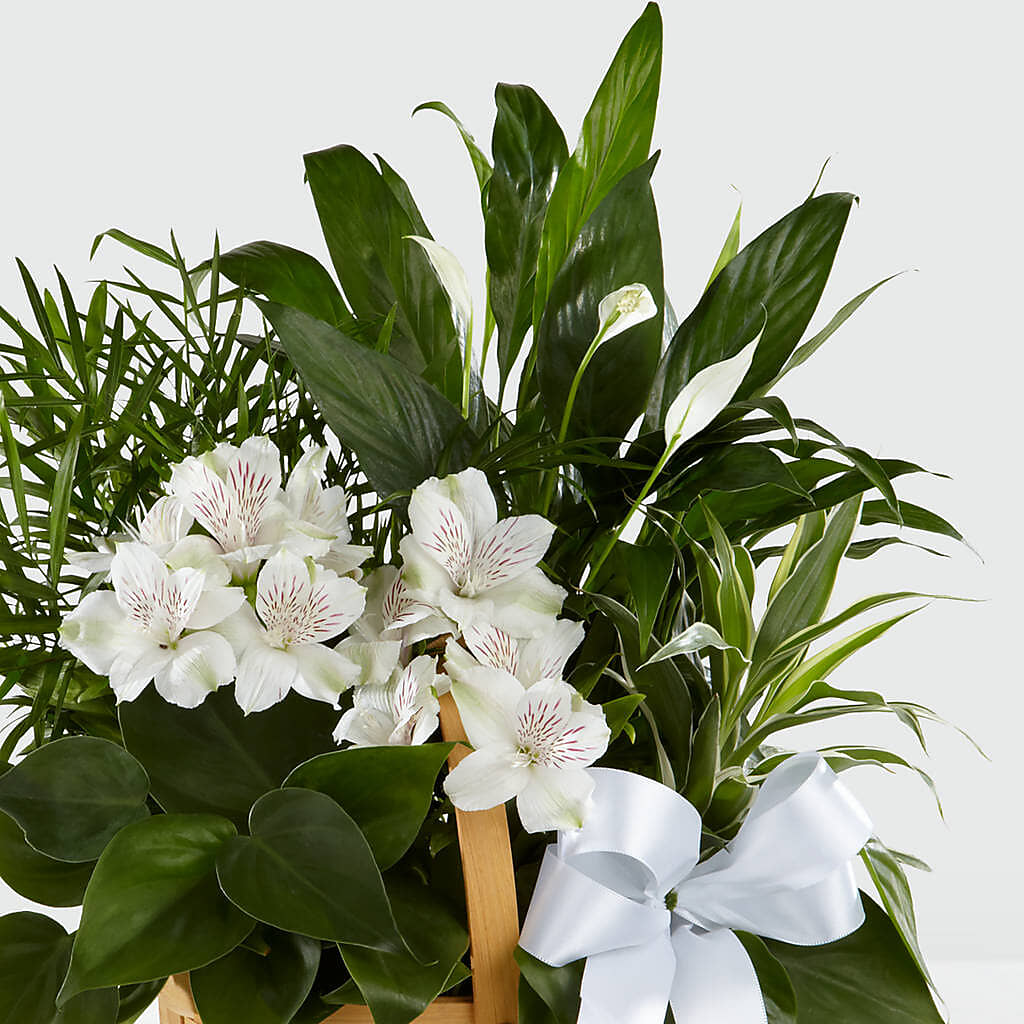 Peace & Serenity Dishgarden –  East End Flowers And Gifts Inc, Hensley AR