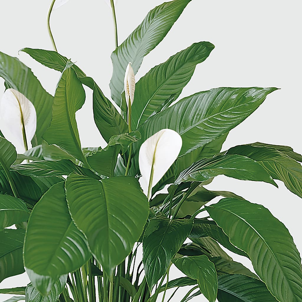 Tranquil Moments Peace Lily Plant –  East End Flowers And Gifts Inc, Hensley AR