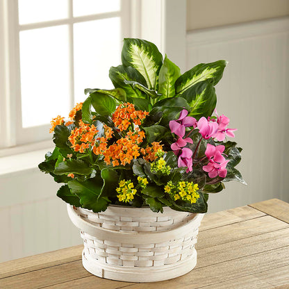 Color Crush Dishgarden –  East End Flowers And Gifts Inc, Hensley AR