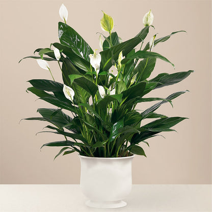 Comfort Planter –  East End Flowers And Gifts Inc, Hensley AR