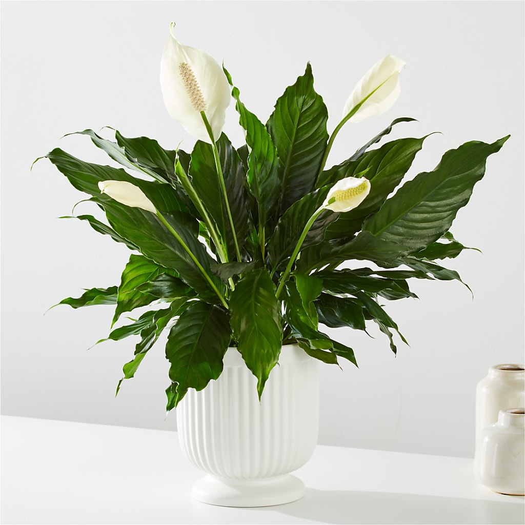 Comfort Planter –  East End Flowers And Gifts Inc, Hensley AR