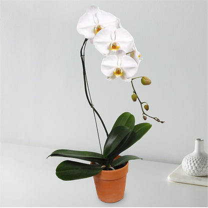White Cascading Orchid –  East End Flowers And Gifts Inc, Hensley AR