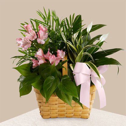 Living Spirit Dishgarden –  East End Flowers And Gifts Inc, Hensley AR