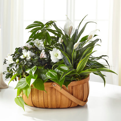 Serene Dishgarden –  East End Flowers And Gifts Inc, Hensley AR