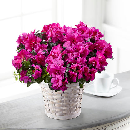 Hope & Serenity Azalea Plant –  East End Flowers And Gifts Inc, Hensley AR
