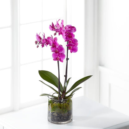 Pink Orchid Plant –  East End Flowers And Gifts Inc, Hensley AR