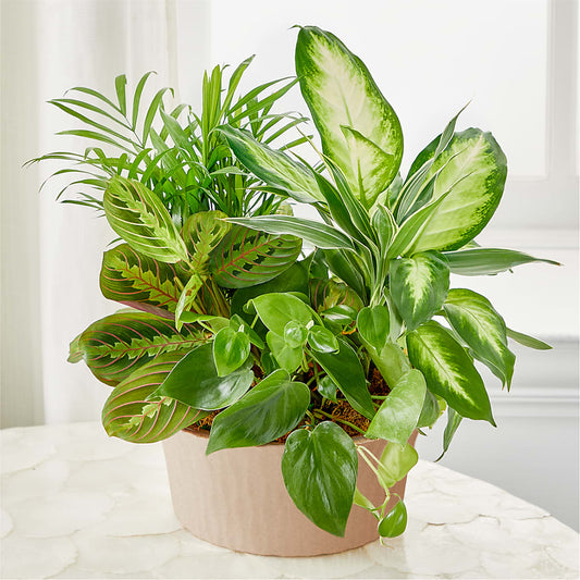 Balance & Harmony Dishgarden –  East End Flowers And Gifts Inc, Hensley AR
