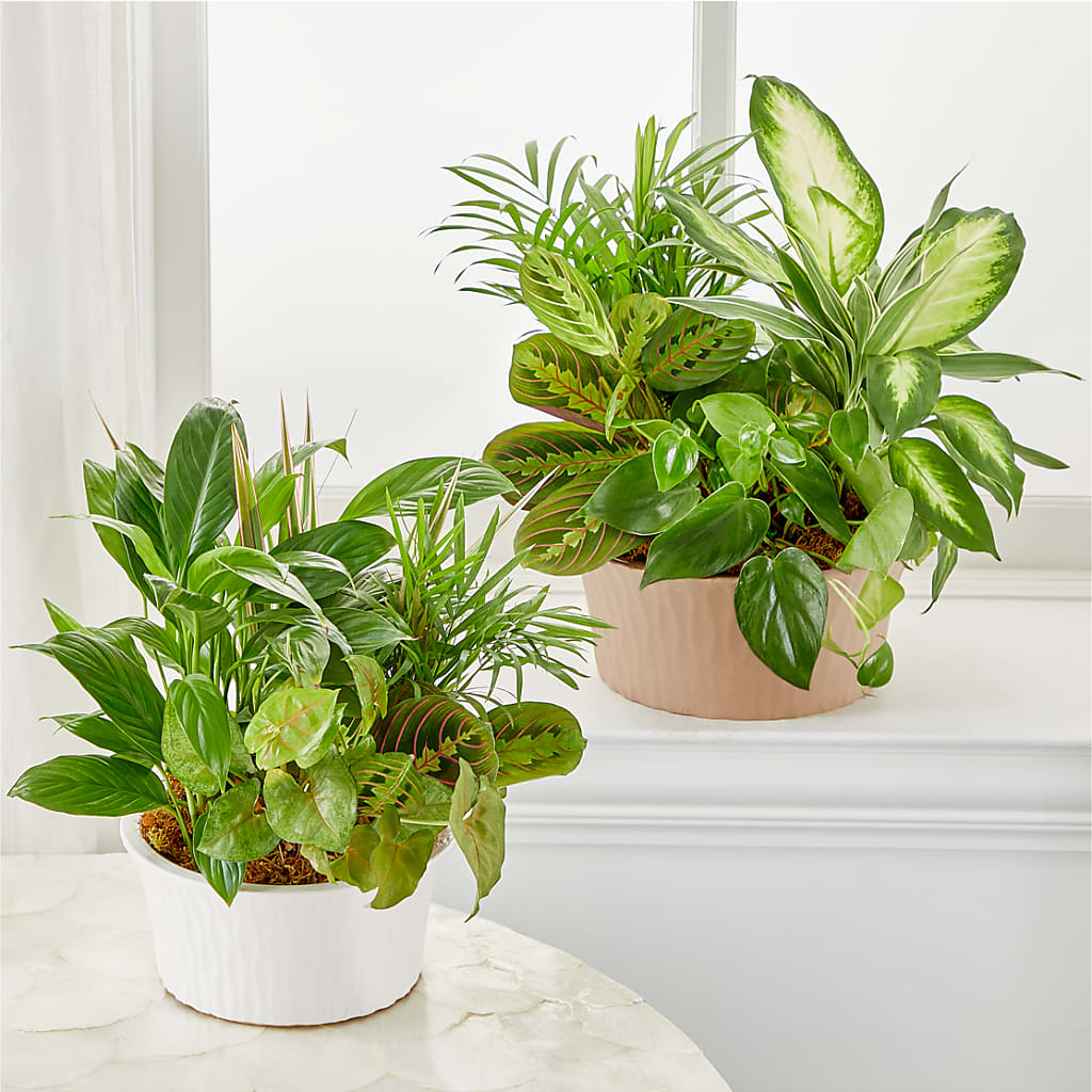 Balance & Harmony Dishgarden –  East End Flowers And Gifts Inc, Hensley AR