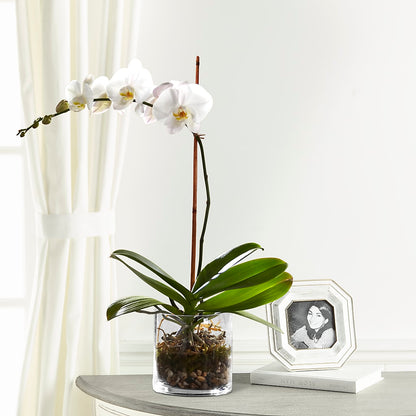 White Orchid Planter –  East End Flowers And Gifts Inc, Hensley AR